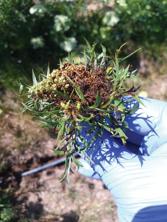 Figure 1. Bacterial blight symptoms can be seen on carrot flowers and sepals. 