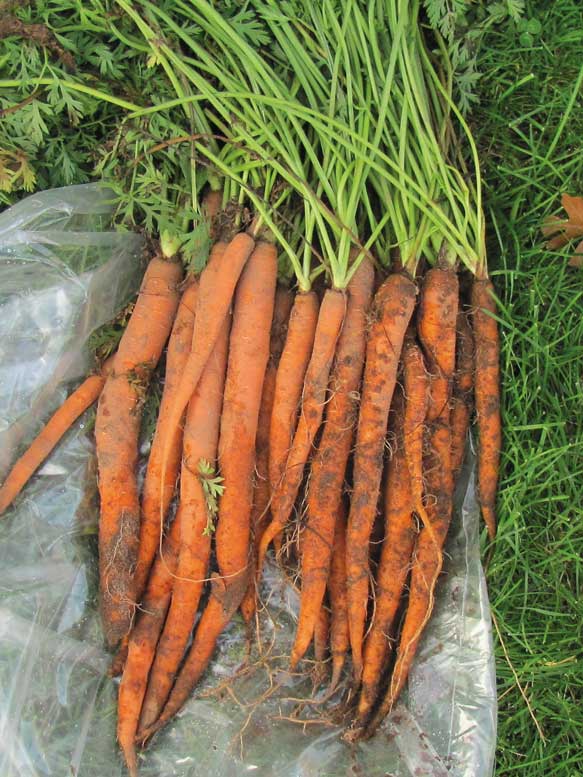 This entry from Pop Vriend was one of the 40 cultivars in the baby carrot category.