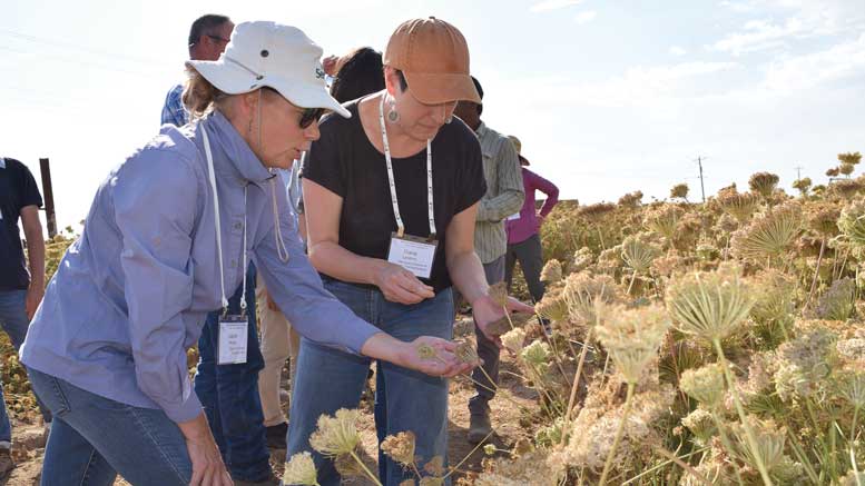 Laura Maupin, a carrot breeder with Bayer, and Diana Londono with Rijk Zwaan discuss carrot seed production during a visit to Precision Seed Company, the first stop on the International Carrot Conference field tour of Central Washington.