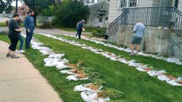 More than a dozen people evaluated the carrots grown in the USDA-ARS Hybrid Carrot Trial on display at the University of Wisconsin campus in Madison, Wisc., in late September.