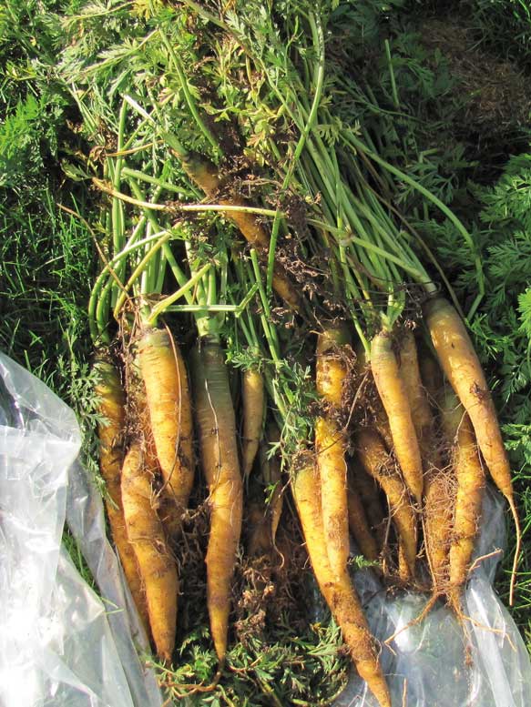 Mello Yello from Bejo Seeds was among the 40 novel carrot hybrids in the trial.