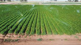 Figure 1. A 2021-22 field trial evaluates nitrogen and irrigation water use efficiency in California carrot production systems.