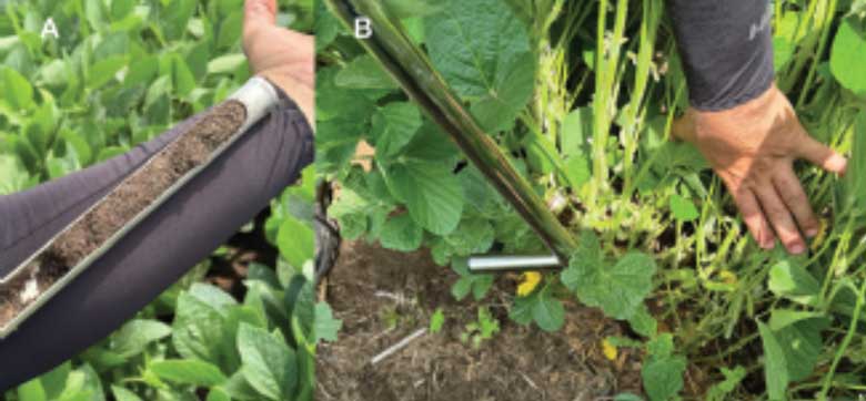 Soil Nematode Sampling in Vegetable Crops