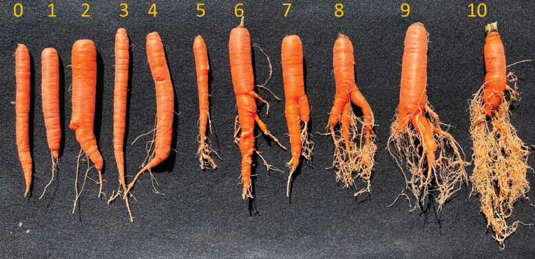 Products With Potential: Non-Fumigant Nematicides and Root-Knot Nematode Management in California Carrots